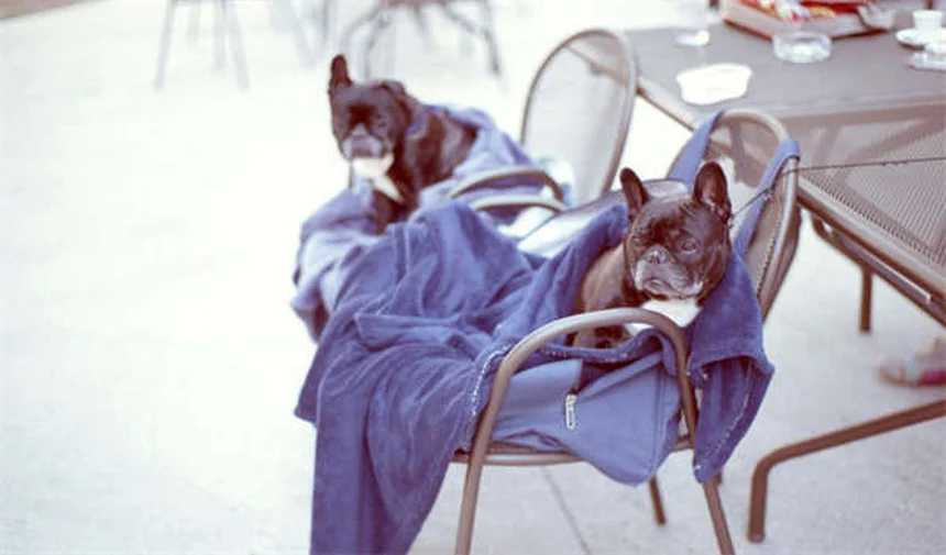 Problèmes osseux chez les chiens et chats : symptômes et solutions