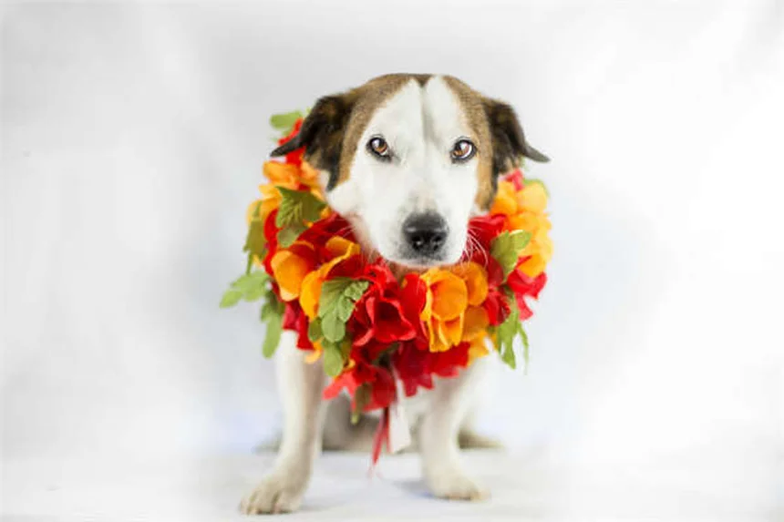 Digoxine pour chien : le guide complet pour protéger le cœur de votre compagnon