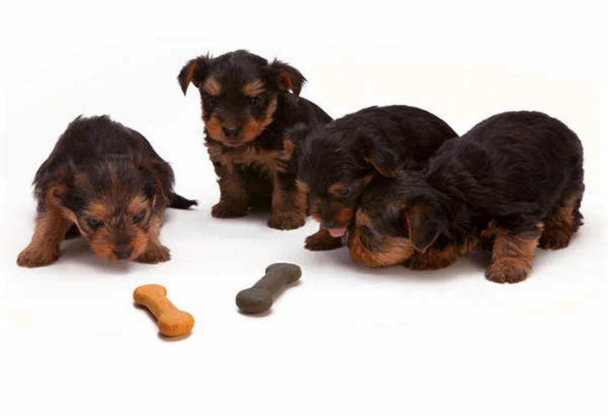 Infections rénales chez le chien : symptômes et traitements efficaces