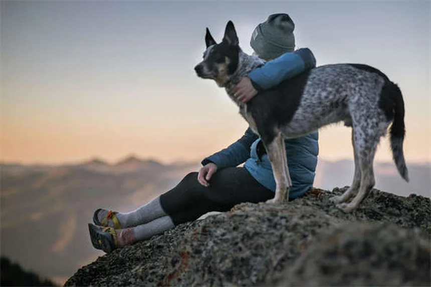 Infections rénales chez le chien : symptômes et traitements efficaces