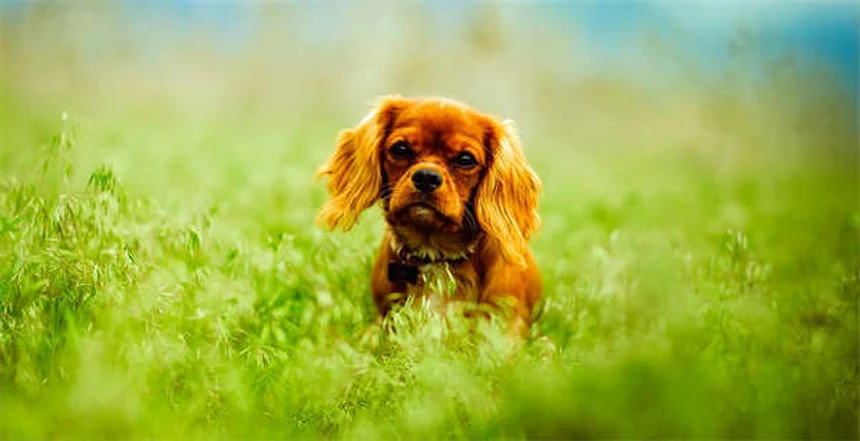 Couper les griffes de son lapin : le guide complet pour les faire comme un pro !