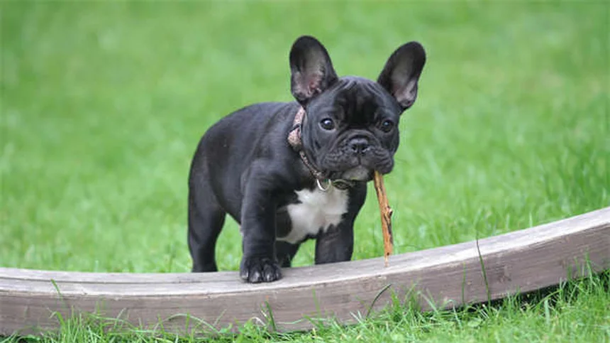 Popcorning chez les chinchillas et cochons d'Inde : le guide complet
