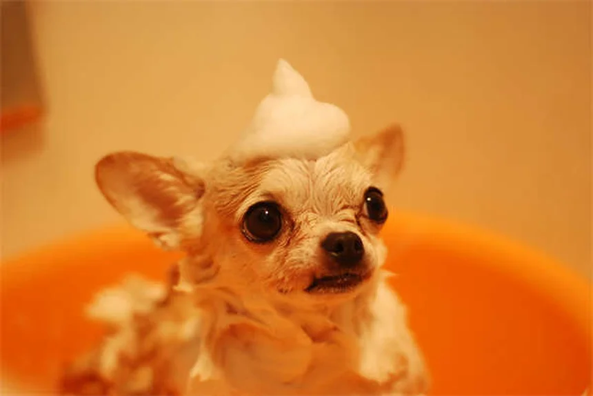 Pourquoi les chiens font-ils les yeux doux ? La science explique