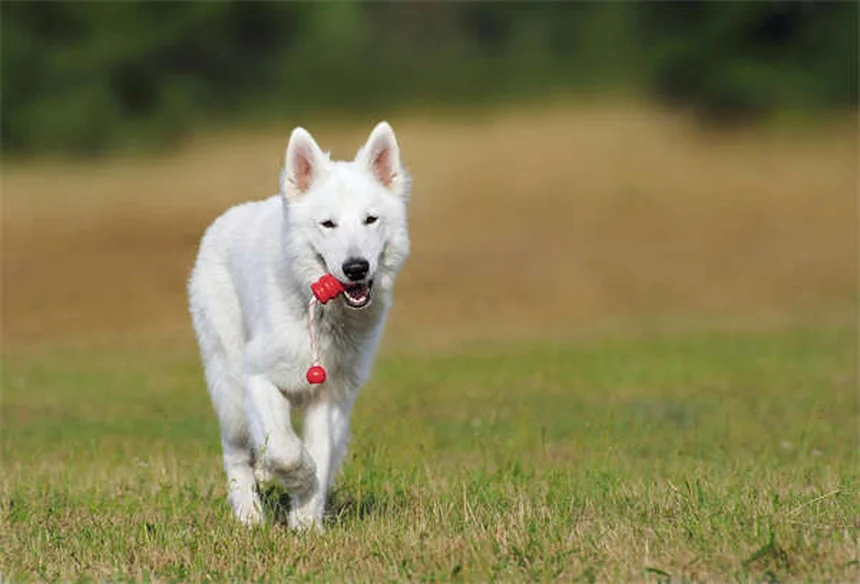 Comment calculer l'âge de votre chien en années humaines ?