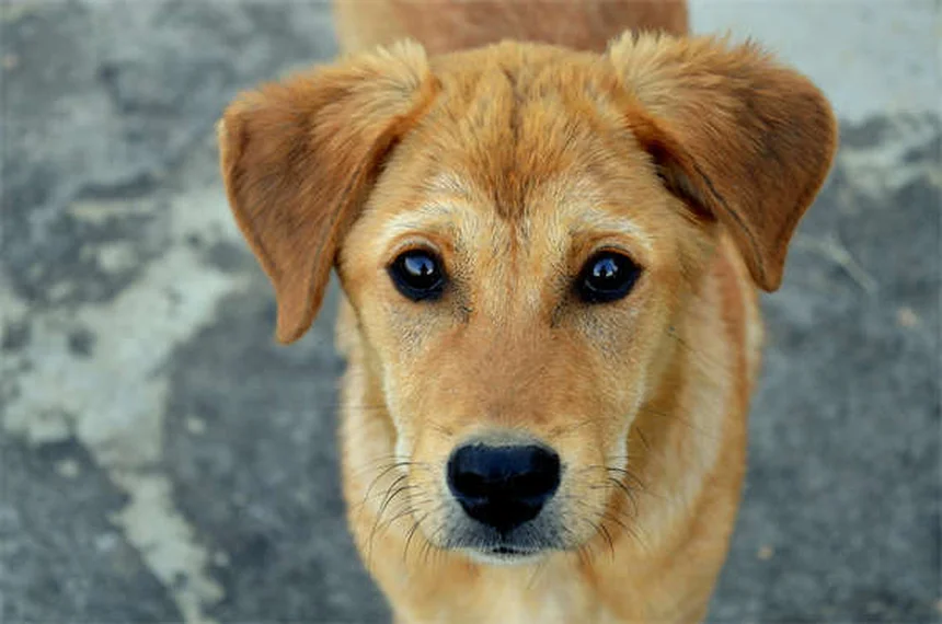 Comment calculer l'âge de votre chien en années humaines ?