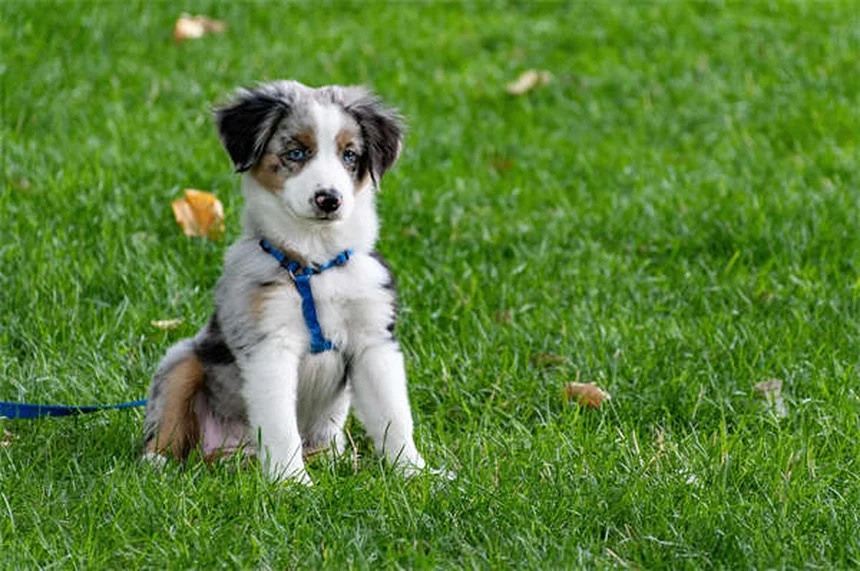 Zantac® pour animaux : Guide complet sur ce traitement contre les ulcères
