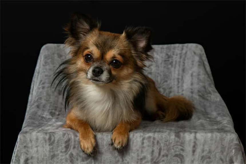 Comment éduquer son chien à marcher sans tirer ? 7 astuces efficaces