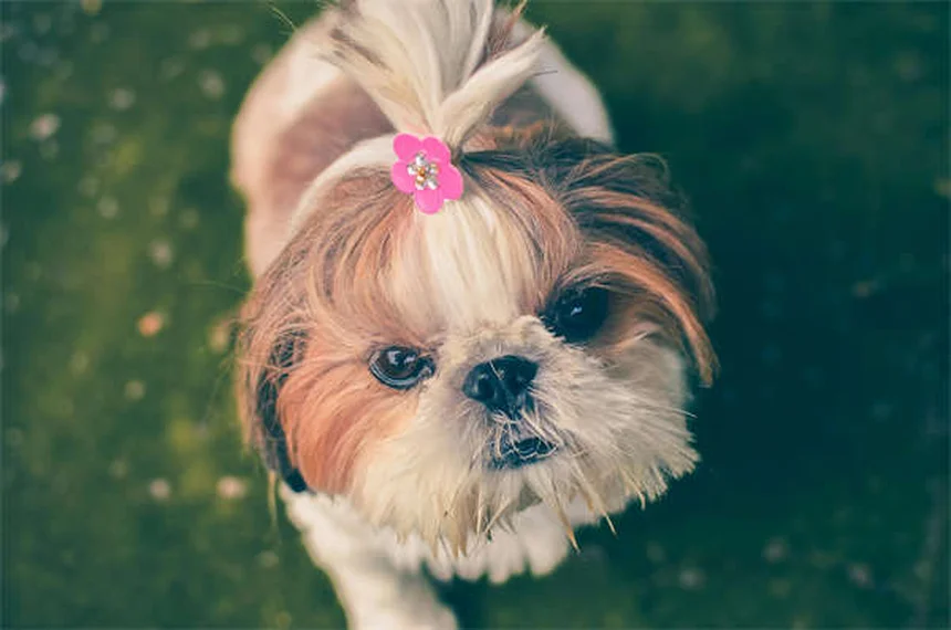 Mon chien a la diarrhée : que lui donner à manger ?