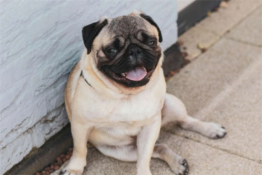 Incontinence féline : 5 solutions pour aider votre chat âgé