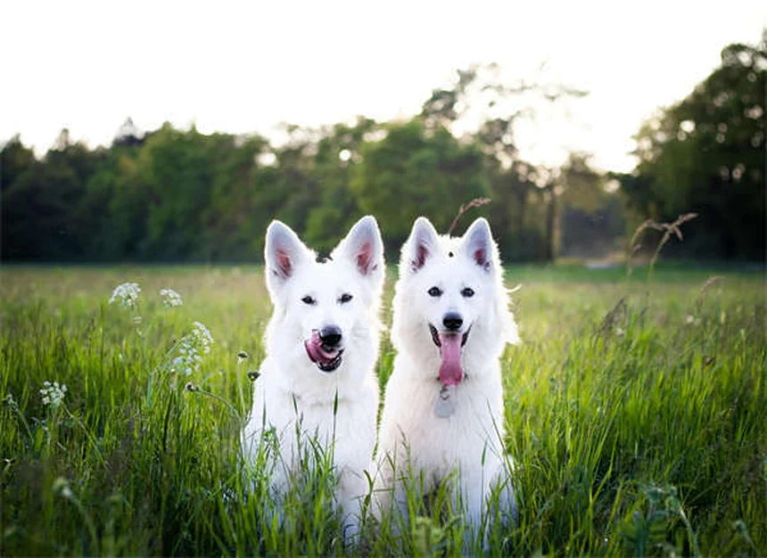 10 mythes sur les vers du cœur chez les chiens et chats : la vérité qui sauve