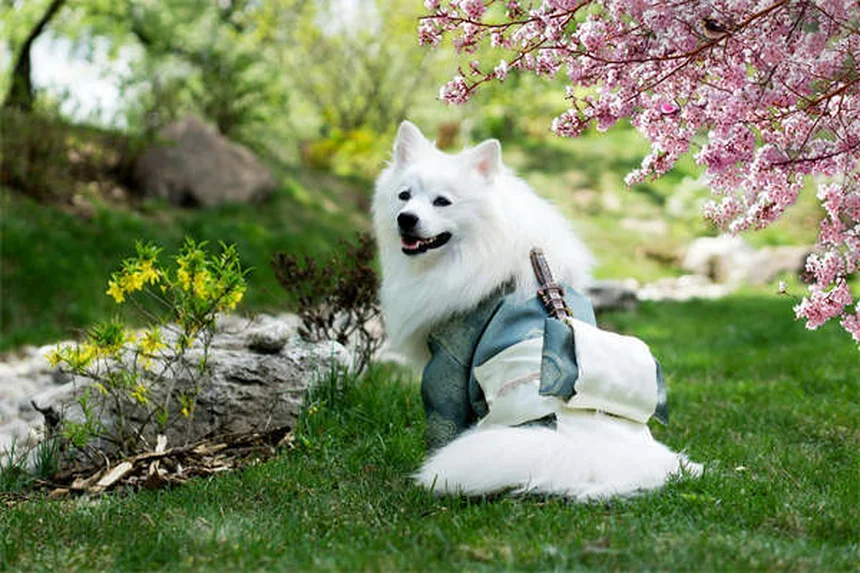 Terramycin pour chats et chiens : le guide complet de l'antibiotique oculaire