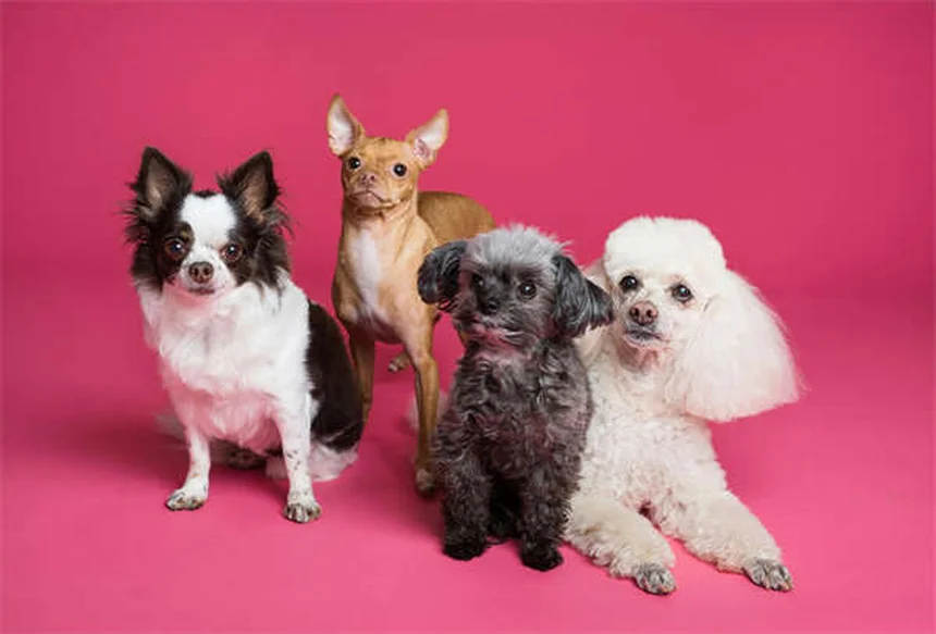 Terramycin pour chats et chiens : le guide complet de l'antibiotique oculaire