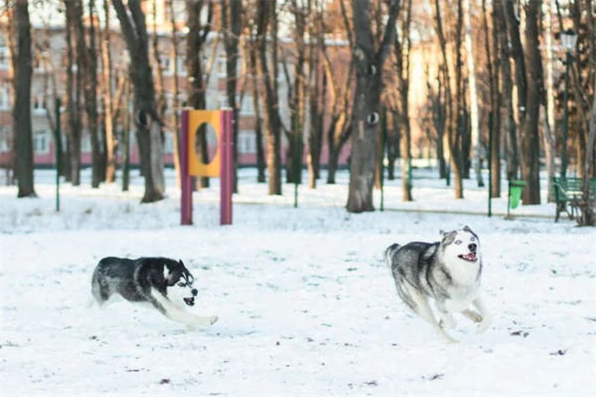 Aqua Dog : 5 sports aquatiques pour chien à essayer absolument