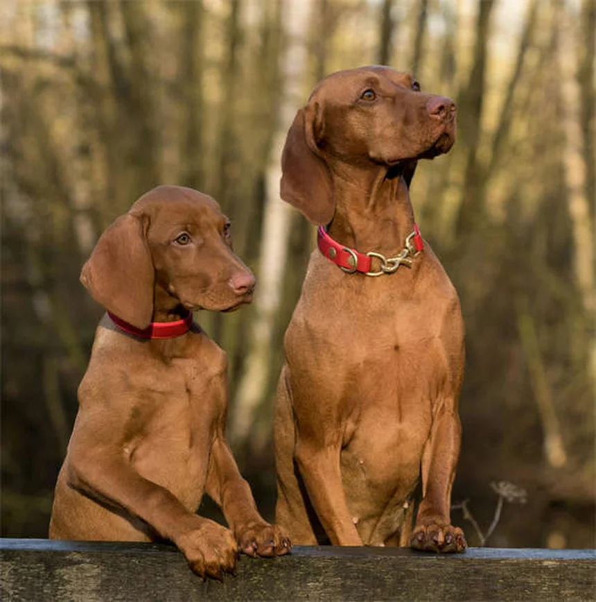 Aqua Dog : 5 sports aquatiques pour chien à essayer absolument