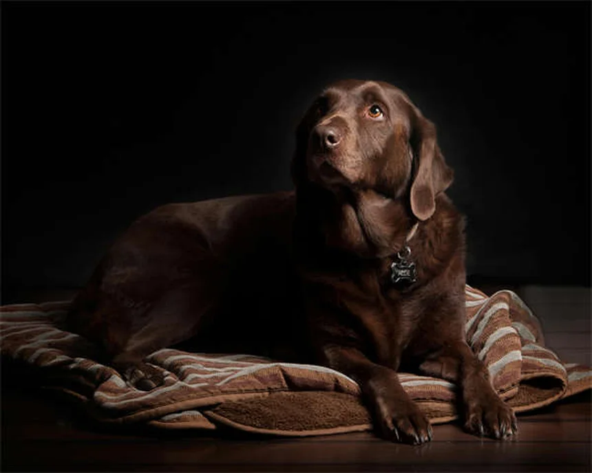 Tests ADN pour chiens : 6 races croisées les plus fréquentes