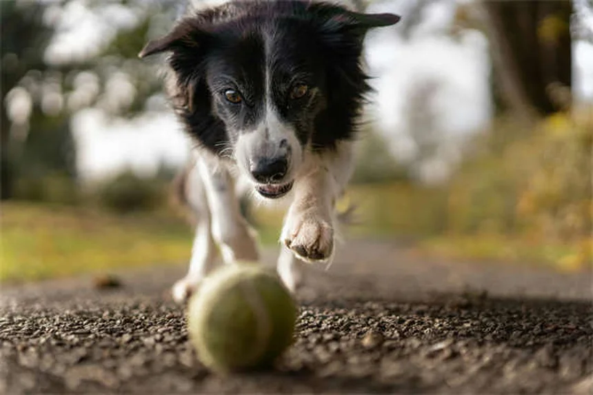 5 astuces naturelles pour booster le système immunitaire de votre chien