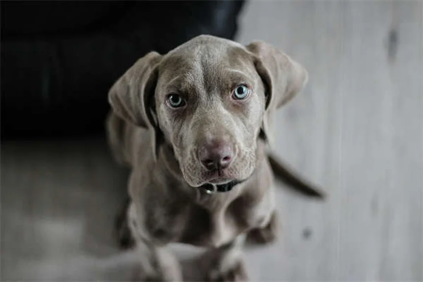 5 astuces naturelles pour booster le système immunitaire de votre chien