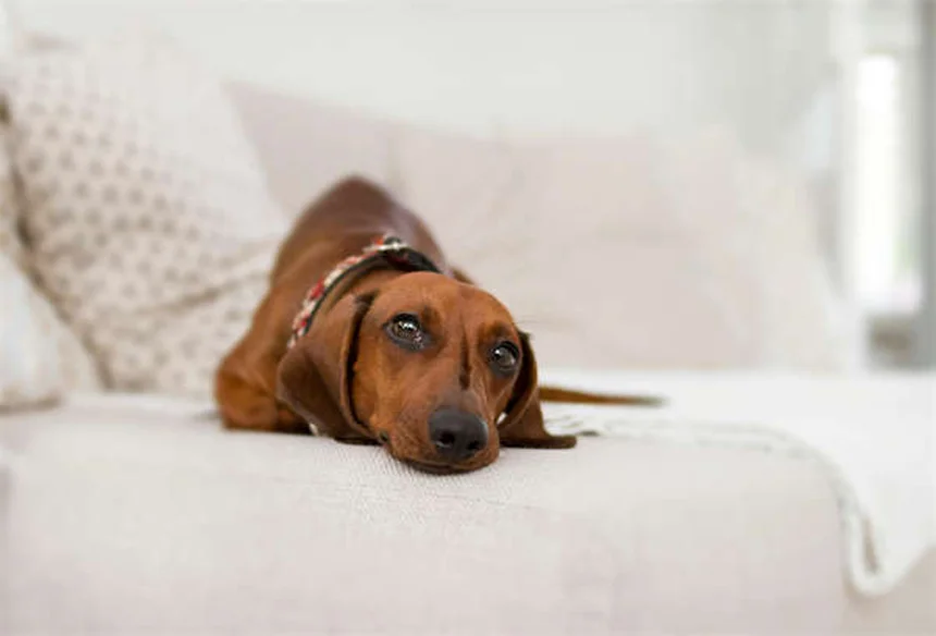 Manteau pour chien en hiver : 5 conseils vétérinaires indispensables