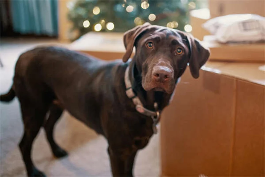 Manteau pour chien en hiver : 5 conseils vétérinaires indispensables