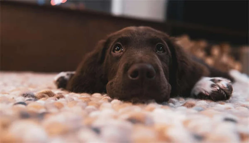 Manteau pour chien en hiver : 5 conseils vétérinaires indispensables