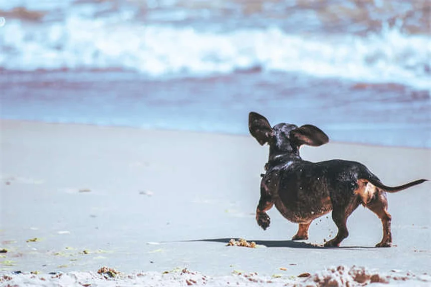 Manteau pour chien en hiver : 5 conseils vétérinaires indispensables
