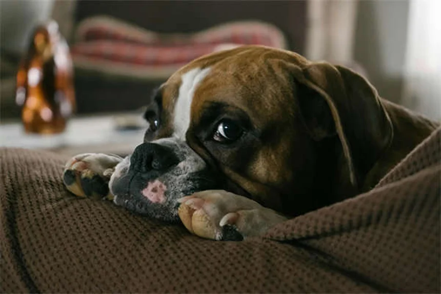 Doga : 5 bienfaits du yoga canin pour votre toutou