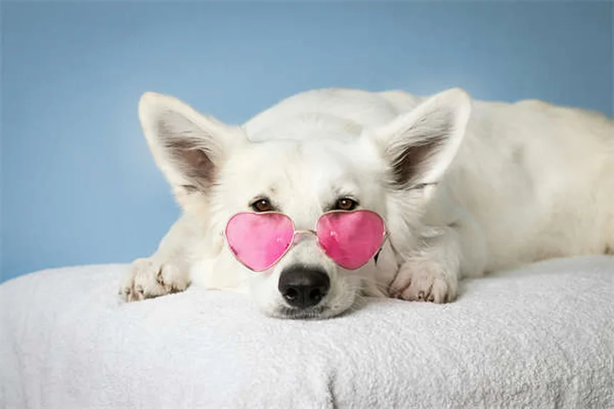 Doga : 5 bienfaits du yoga canin pour votre toutou