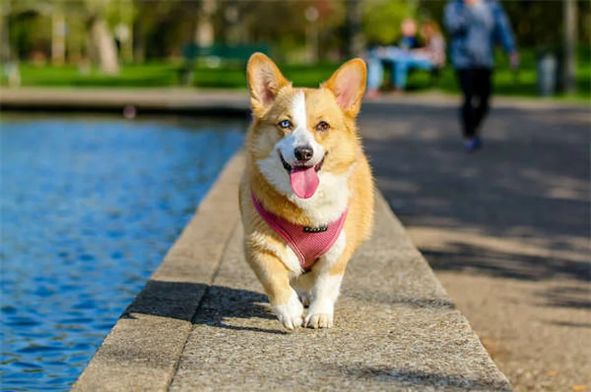 Huile de neem pour animaux : bienfaits et précautions d'usage