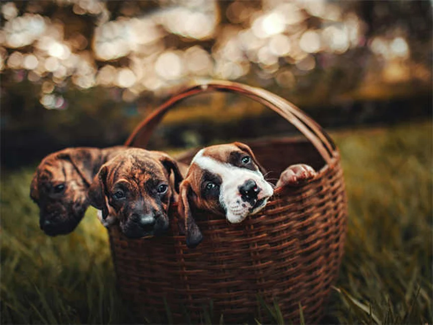 Huile de neem pour animaux : bienfaits et précautions d'usage