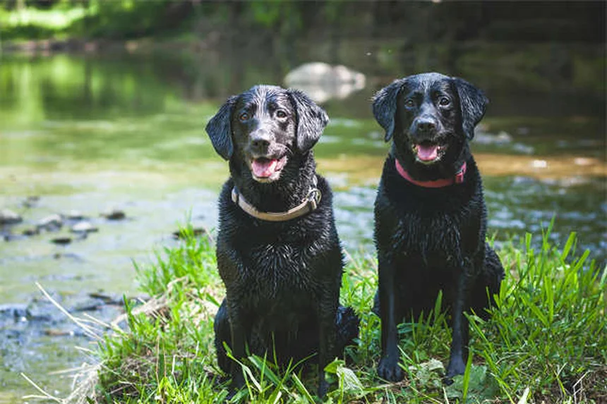 Comment éviter que votre animal prenne du poids en hiver ?