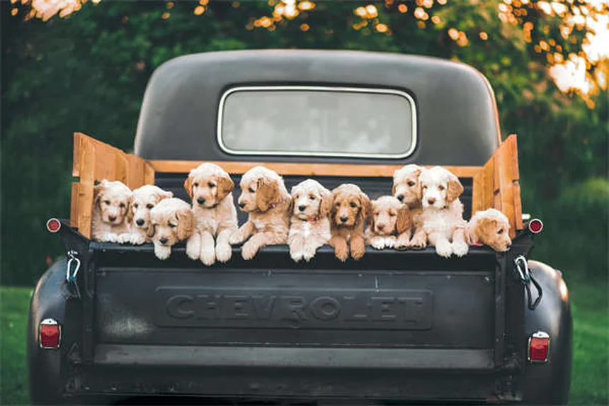 Hortensias toxiques pour chiens : symptômes et solutions urgentes