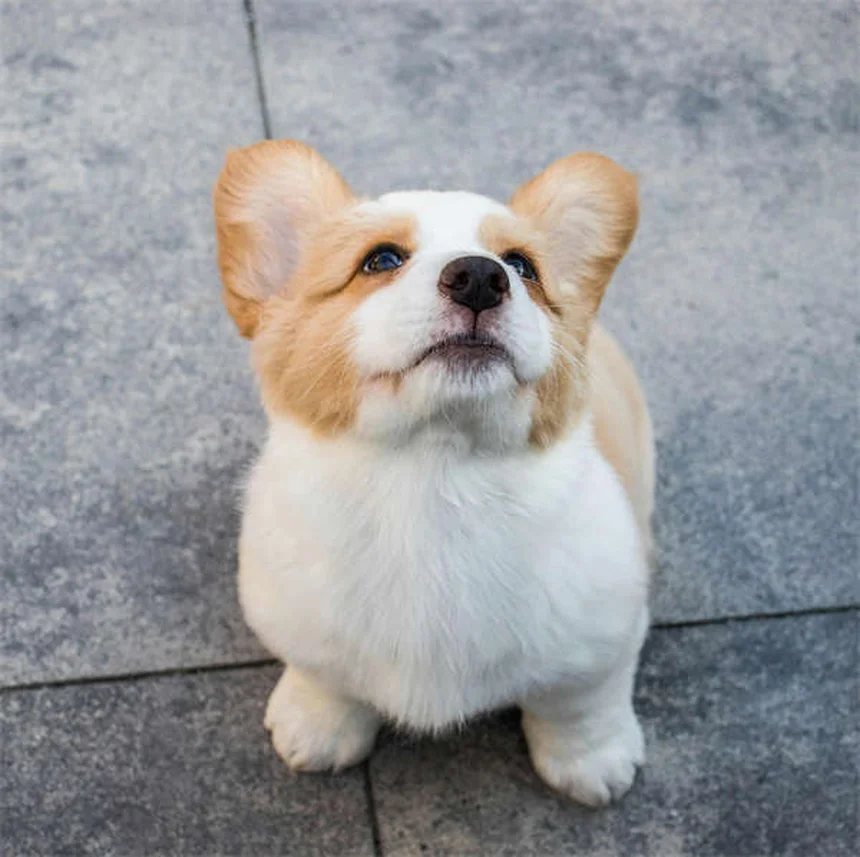 Hortensias toxiques pour chiens : symptômes et solutions urgentes