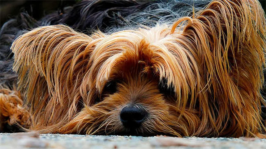 Protéger son chien en été : 10 conseils indispensables