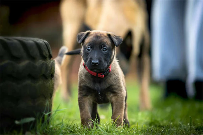 Protéger son chien en été : 10 conseils indispensables