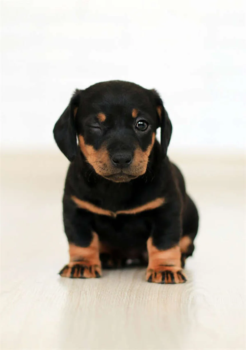 Protéger son chien en été : 10 conseils indispensables