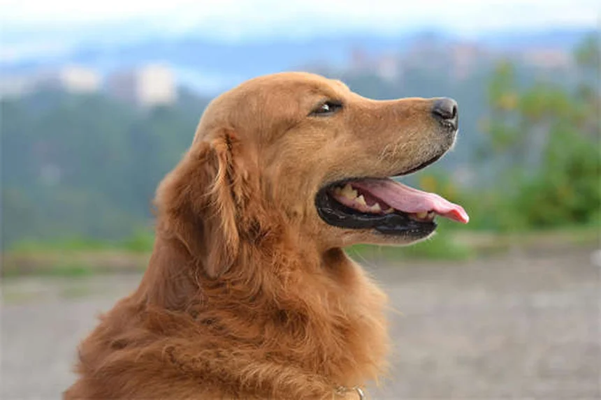 10 Questions Essentielles à Poser à Votre Vétérinaire pour la Santé de Votre Animal